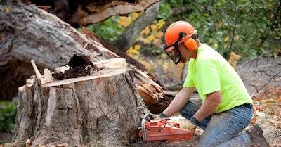 stump removal in Lincoln, NE