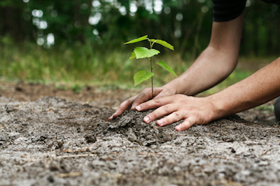 tree planting in Lincoln, NE