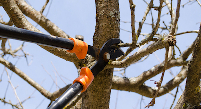 tree pruning in Lincoln, NE