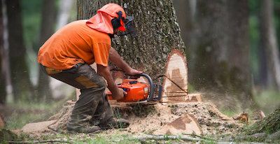 tree removal in Lincoln, NE