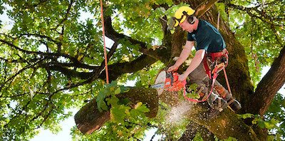 tree trimming in Lincoln, NE